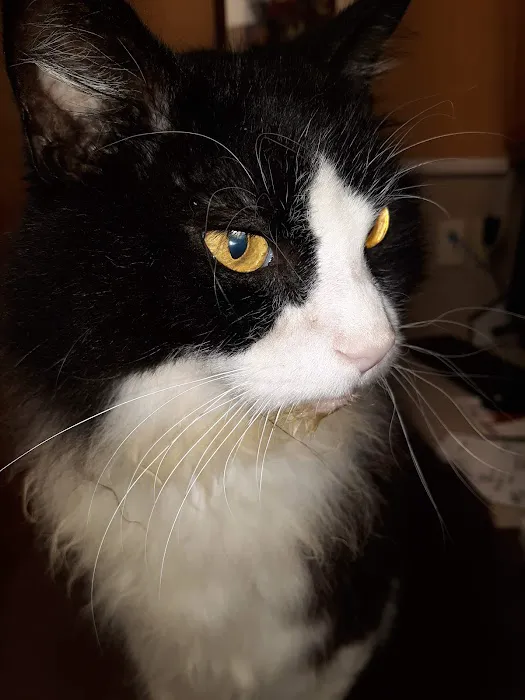 At Home Veterinary Care Picture 10