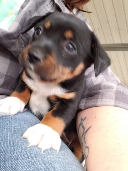 At Home Veterinary Care: Calder Christine DVM Picture 1