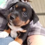 At Home Veterinary Care: Calder Christine DVM