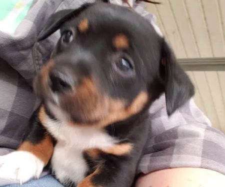 At Home Veterinary Care: Calder Christine DVM