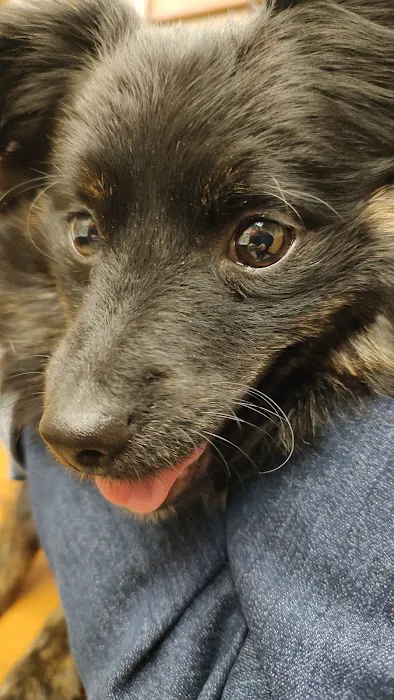 Pine Tree Veterinary Hospital Picture 9