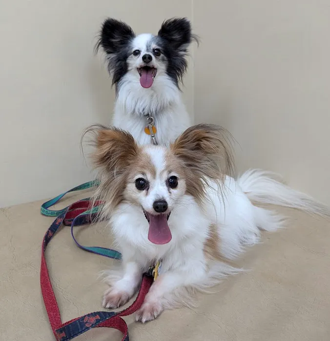 Pine Tree Veterinary Hospital Picture 7