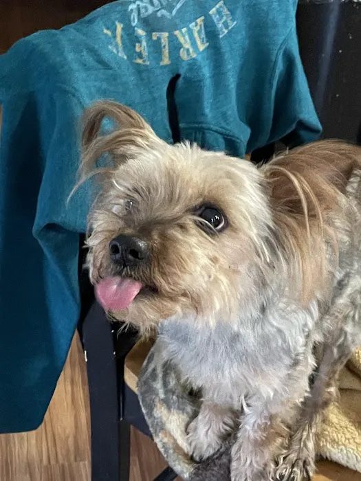 Pine Tree Veterinary Hospital Picture 1