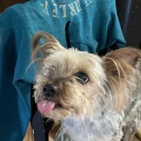 Pine Tree Veterinary Hospital ico