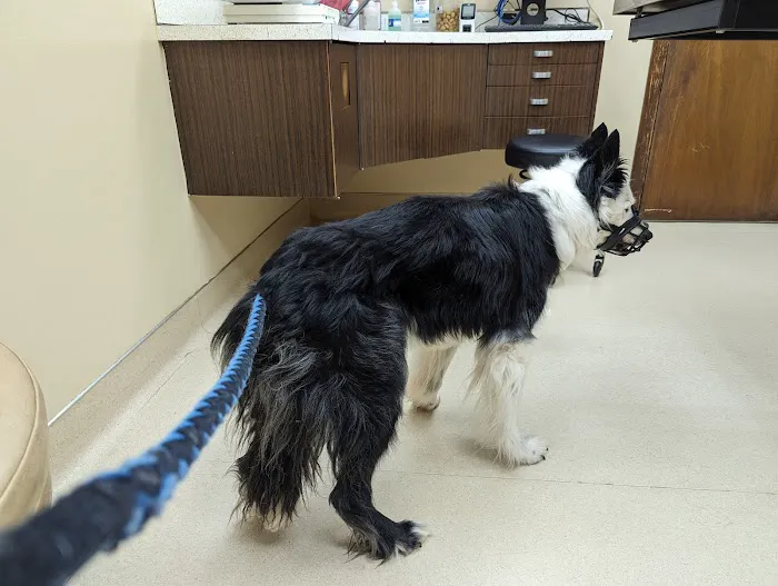 Pine Tree Veterinary Hospital Picture 5
