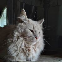 Kennebec Valley Animal Clinic ico
