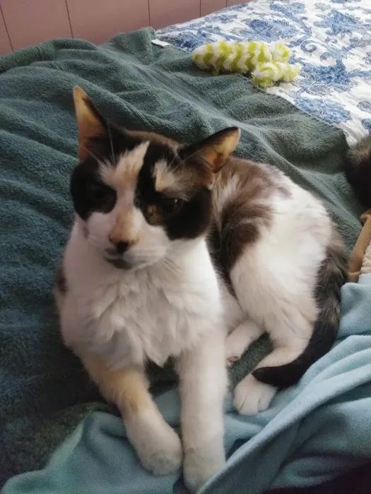 Companion Animal Clinic Picture 4