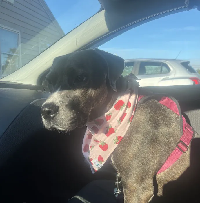 Companion Animal Clinic Picture 1