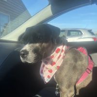 Companion Animal Clinic ico