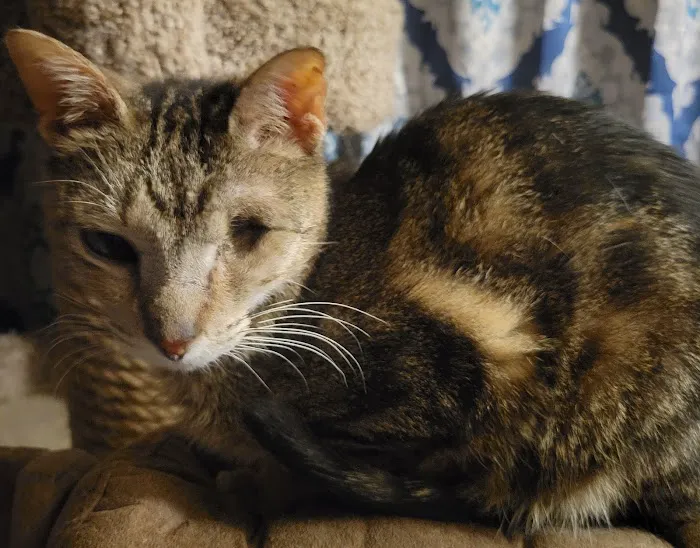 Companion Animal Clinic Picture 2
