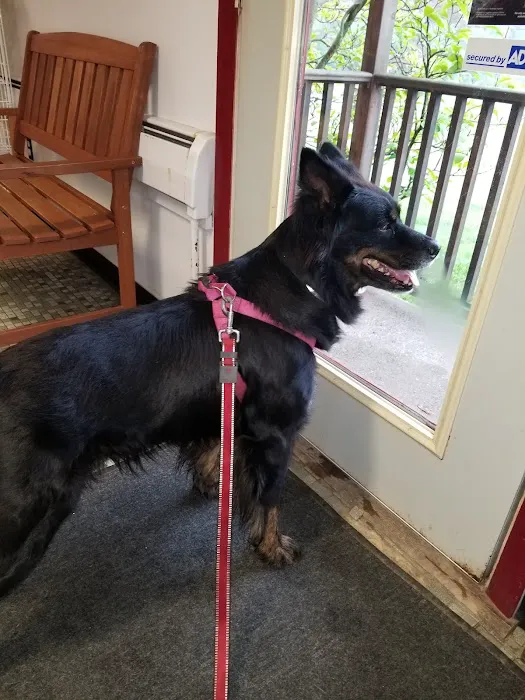 Companion Animal Clinic Picture 8