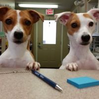 Animal Wellness Center ico