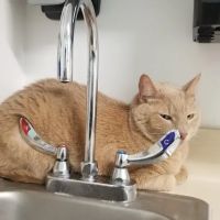 VCA Everett Animal Hospital ico
