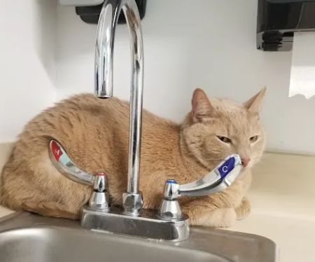 VCA Everett Animal Hospital