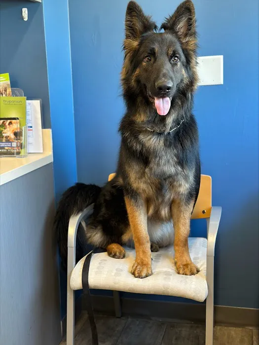 VCA Everett Animal Hospital Picture 7