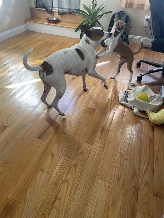 East Boston Animal Hospital Picture 8