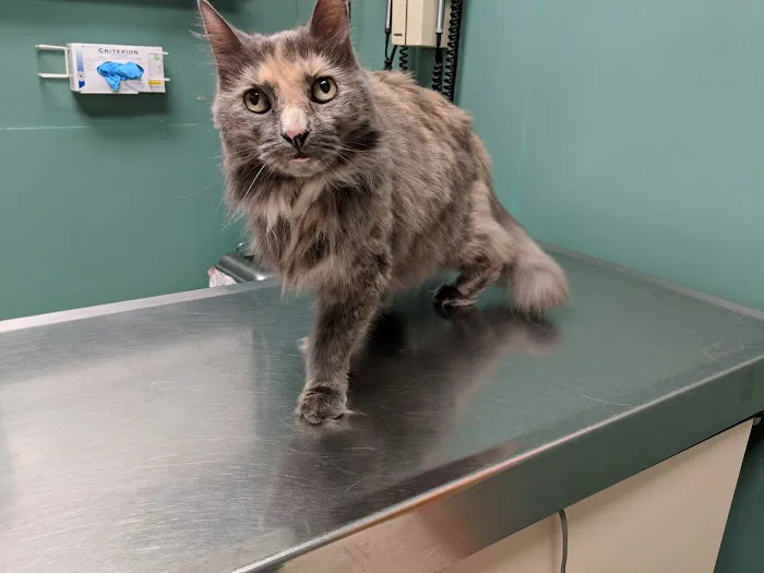 East Boston Animal Hospital Picture 2