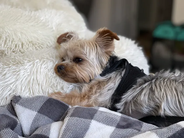 Driftway Animal Hospital Picture 4