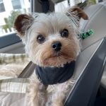 Driftway Animal Hospital
