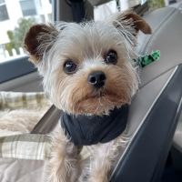 Driftway Animal Hospital ico