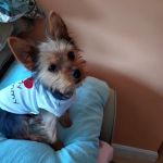 Saugus Animal Hospital
