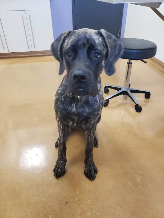 Saugus Animal Hospital Picture 7