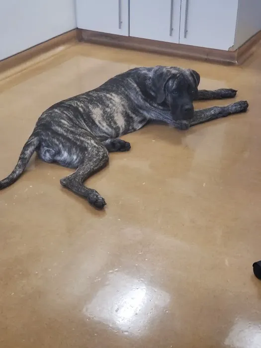 Saugus Animal Hospital Picture 6