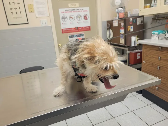 Malden Animal Hospital & Kennel Picture 3