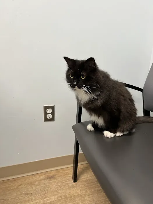 Veterinary Urgent Care Center - Saugus Picture 5