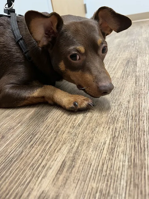 Veterinary Urgent Care Center - Saugus Picture 3