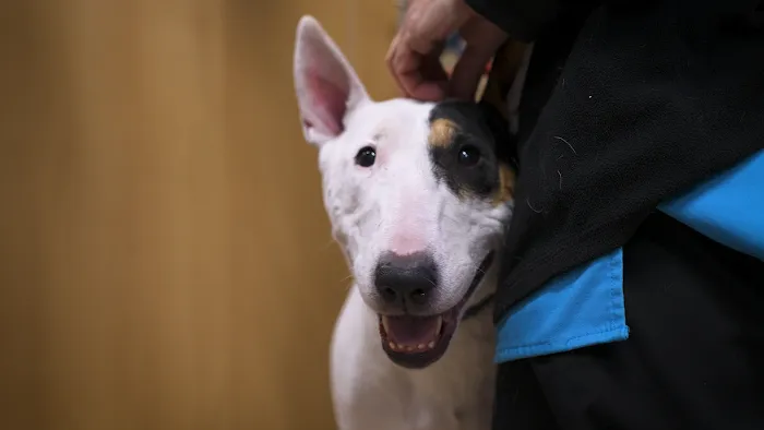 Veterinary Urgent Care Center - Saugus Picture 9