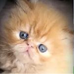 Lionzden Cattery