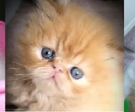 Lionzden Cattery