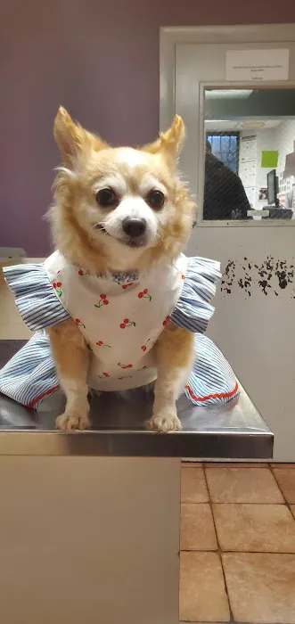 Revere Pet Clinic Picture 5