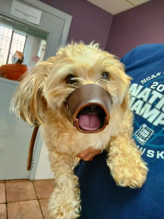 Revere Pet Clinic Picture 3