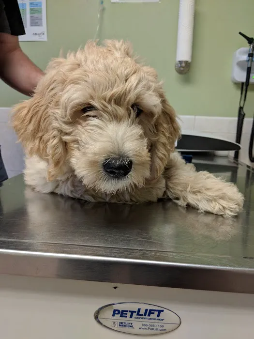 Revere Pet Clinic Picture 10