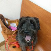 Banfield Pet Hospital ico