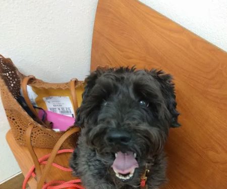 Banfield Pet Hospital