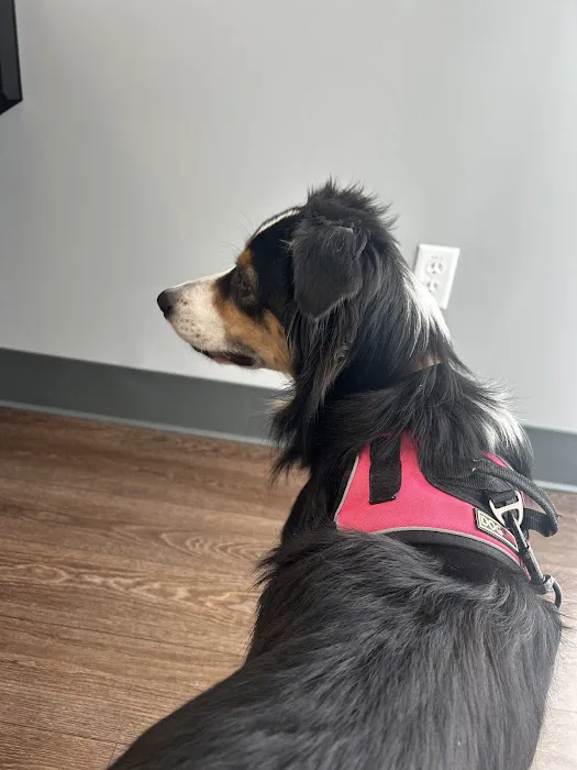 PetMedic Urgent Care Vet Clinic - Peabody Picture 10