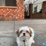Borash Veterinary Clinic