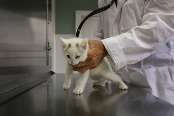 Borash Veterinary Clinic Picture 5