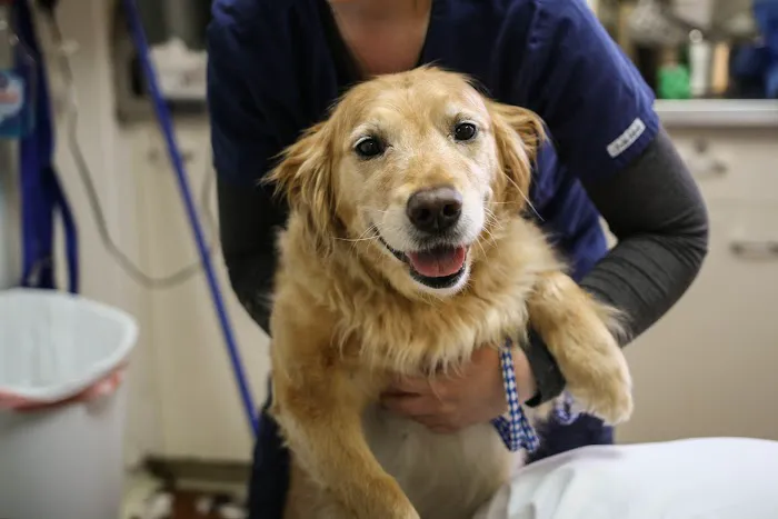 Borash Veterinary Clinic Picture 10
