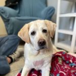 Danvers Animal Hospital