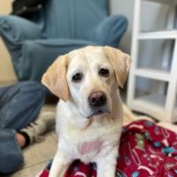 Danvers Animal Hospital ico