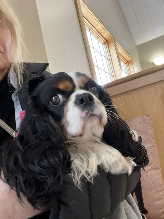 Danvers Animal Hospital Picture 2