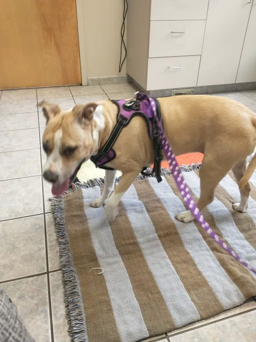 Danvers Animal Hospital: Smith Abigail DVM Picture 1