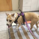 Danvers Animal Hospital: Smith Abigail DVM
