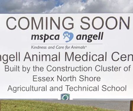 Angell at Essex