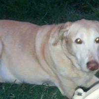 Spoil-Me-Rotten Animal Care ico