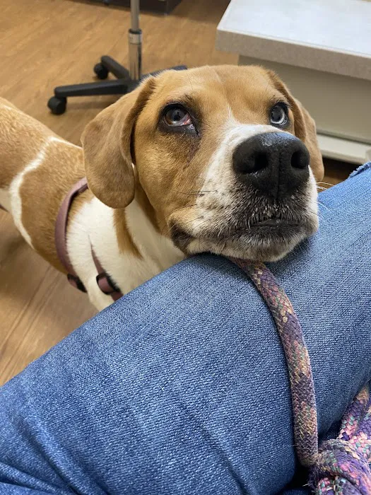 All About Eyes Vet Ophthalmology Clinic Picture 2